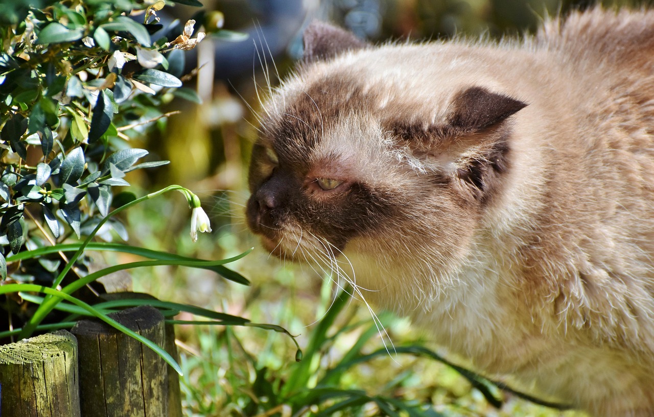 The Affectionate Nature of the Exotic Shorthair